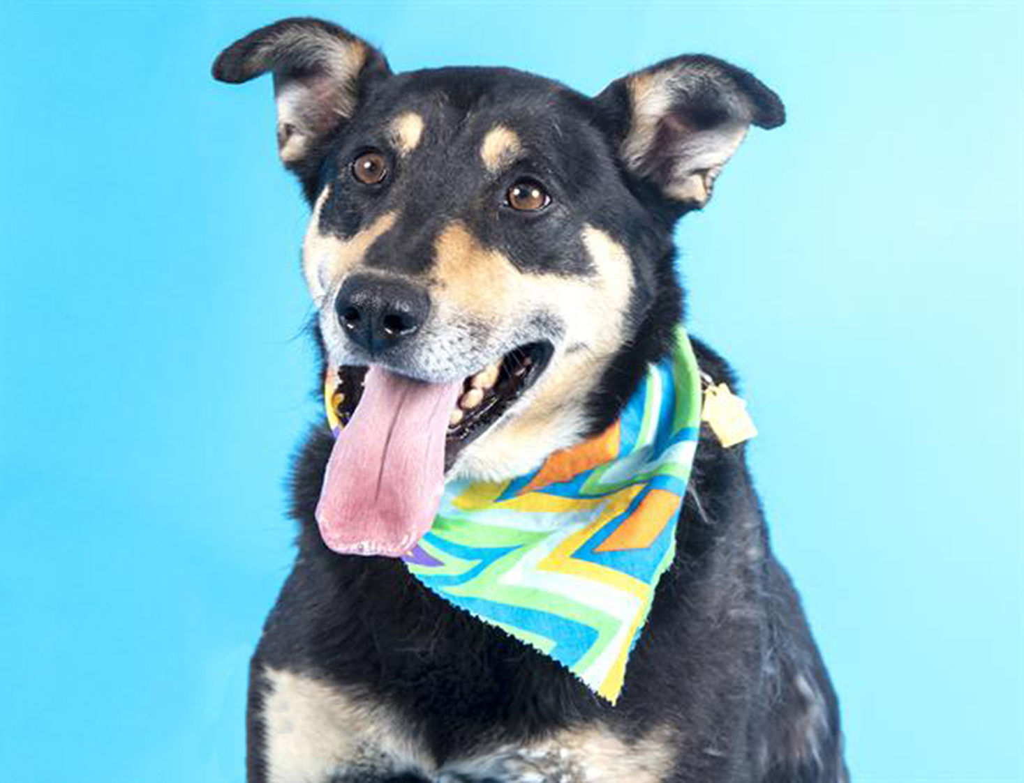 Last week's pet still available: Grover